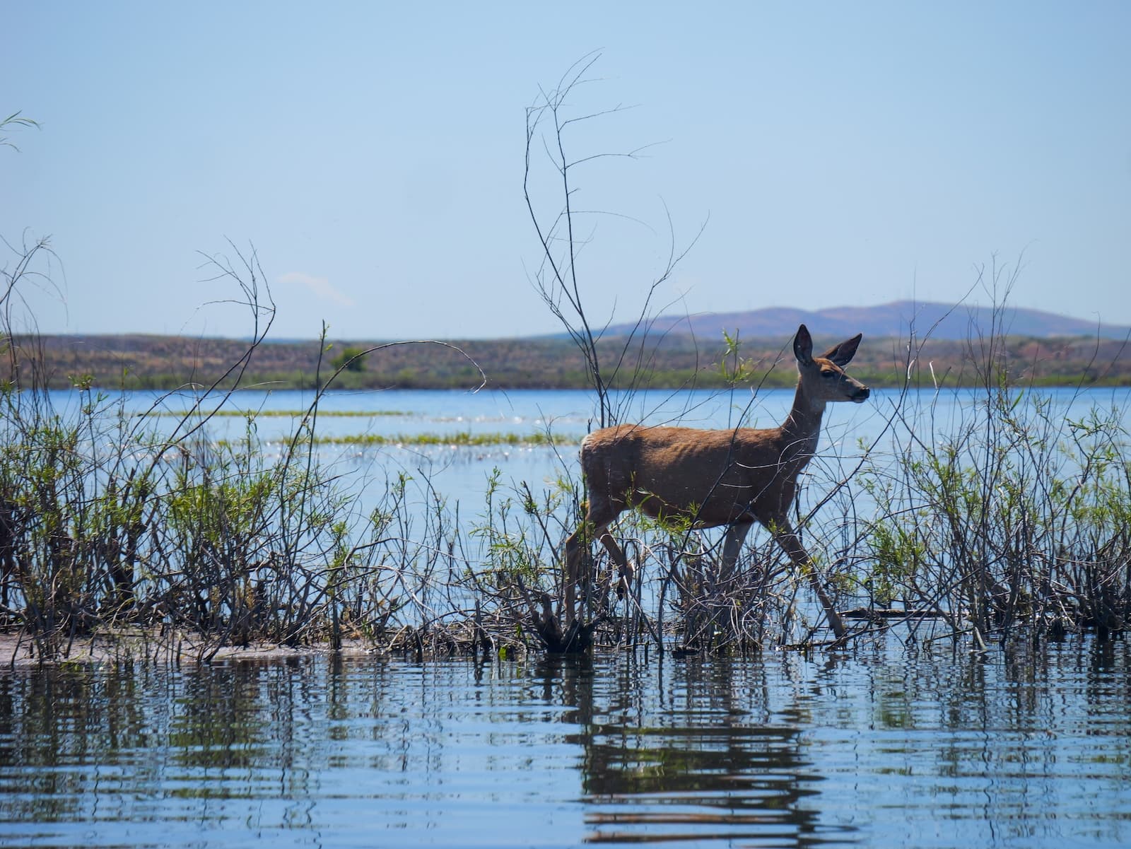 A deer wading along the shoreline of Potholes Reservoir